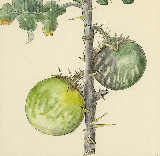 Solanum caripense - Tzimbalo