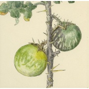 Solanum caripense - Tzimbalo