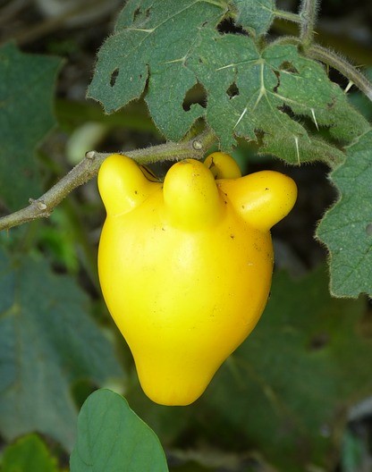 Solanum mammosum - Titty Fruit