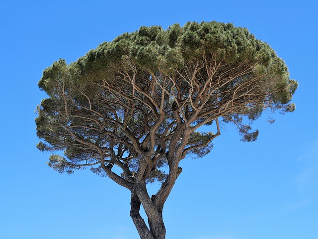 Pinus pinea - Sosna pinia