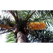 Syagrus romanzoffianum - Queen Palm