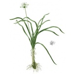 Szczypiorek czosnkowy - Allium tuberosum