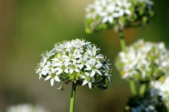 Szczypiorek czosnkowy - Allium tuberosum