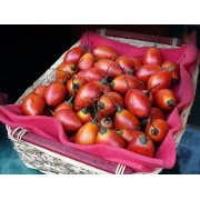 Tamarillo - Pomidor drzewiasty