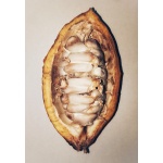 Theobroma cacao - Kakaowiec