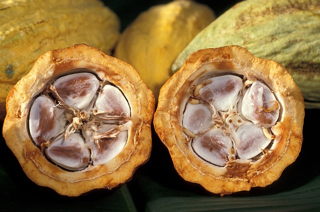 Theobroma cacao - Kakaowiec