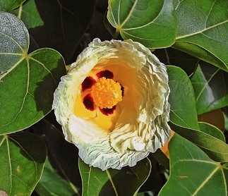 Thespesia populnea - Indian Tulip Tree