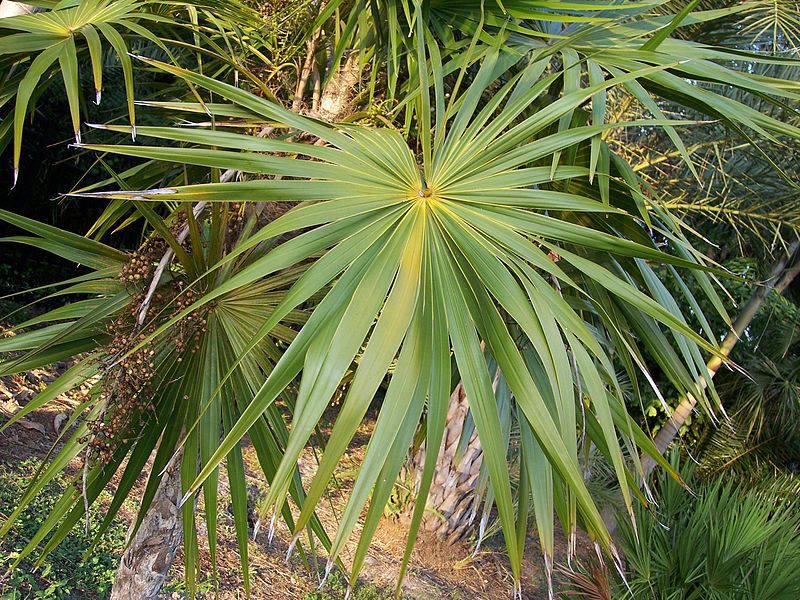 Thrinax radiata - Thatch palm