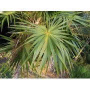 Thrinax radiata - Thatch palm