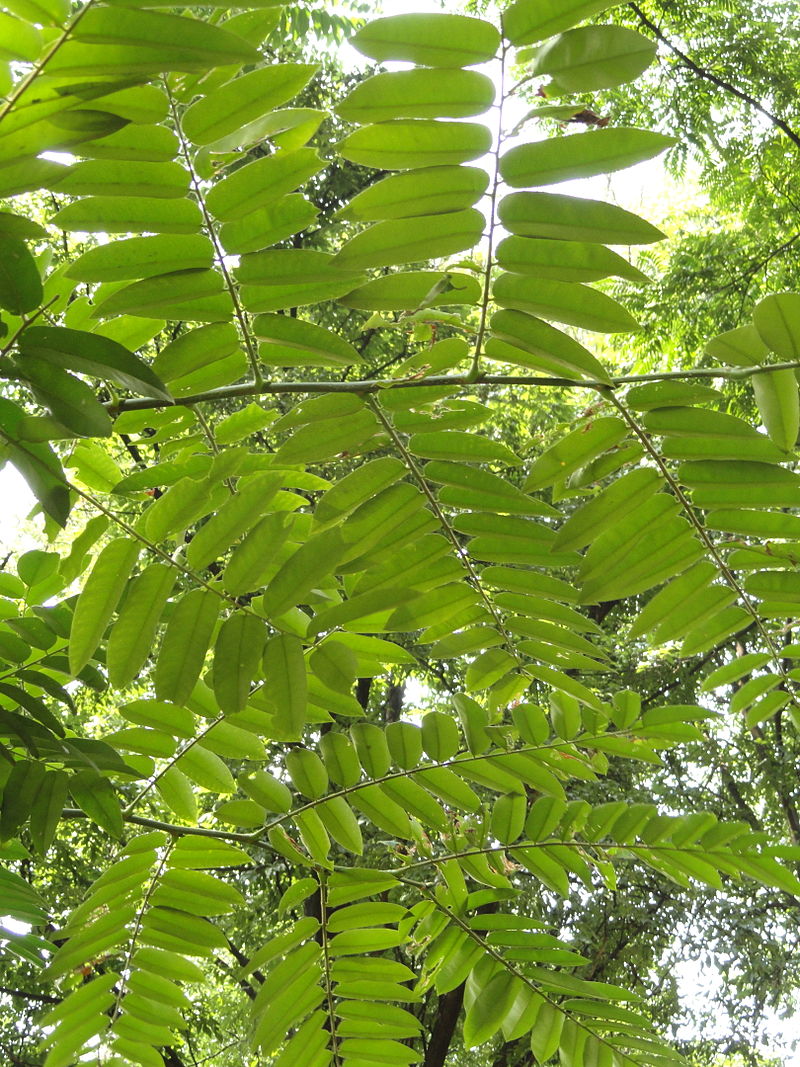 Toona sinensis  - Drzewo warzywne