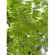 Toona sinensis  - Drzewo warzywne