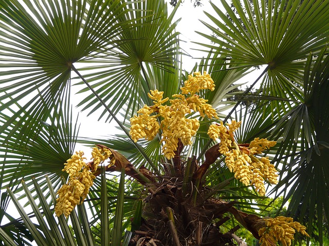 Trachycarpus fortunei  - Palma mrozoodporna
