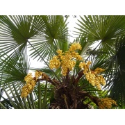 Trachycarpus fortunei  - Palma mrozoodporna