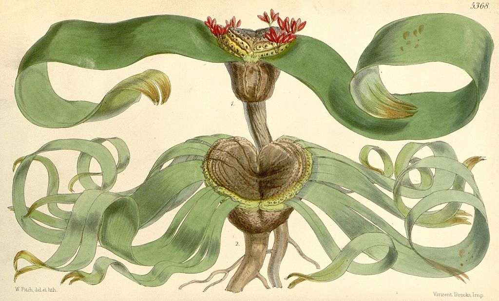 Welwitschia mirabilis - Welwiczja przedziwna