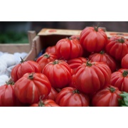 Włoski pomidor Costoluto Fiorentino
