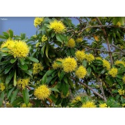 Xanthostemon chrysanthus 